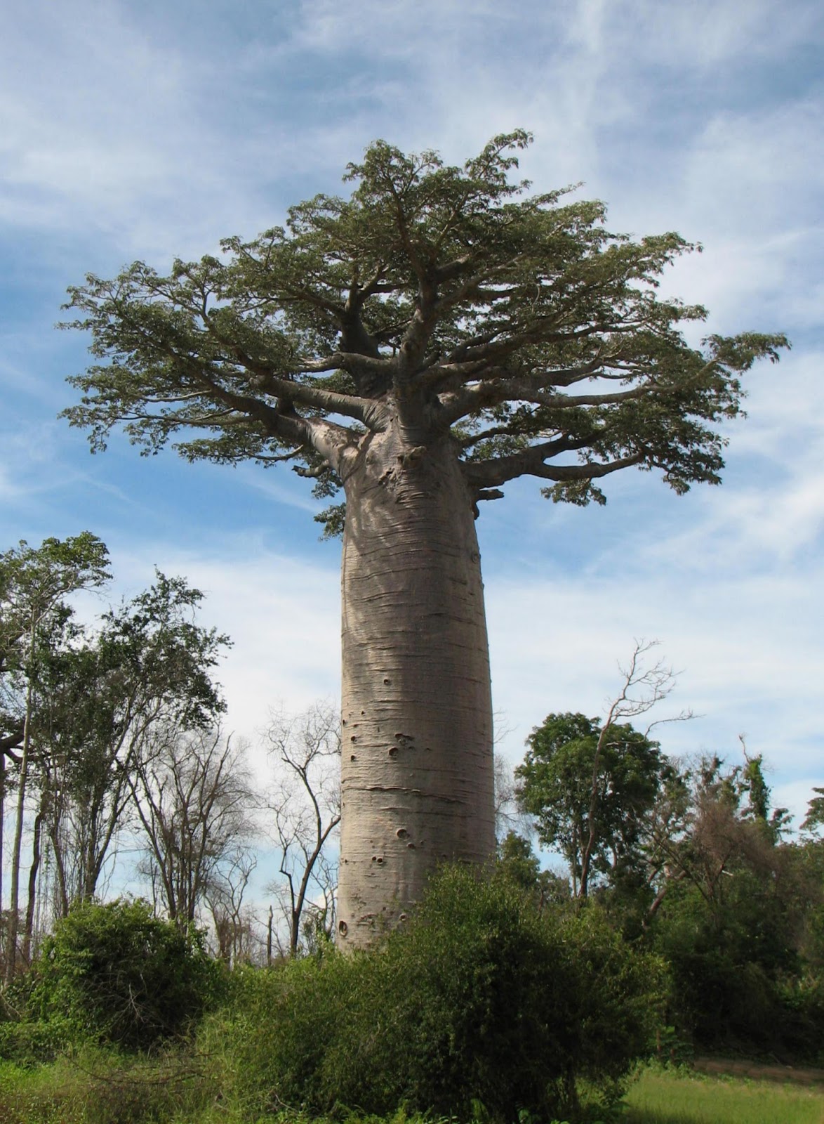 óleo de baobá
